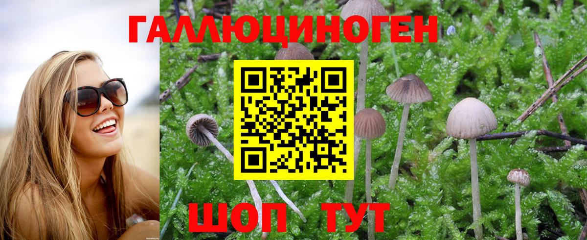 Псилоцибиновые грибы Psilocybe  наркотики  Вязники  Вход с VPN 